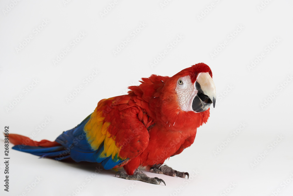 Fototapeta premium Red parrot sit on white studio background