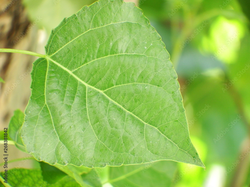 green leaf green leaf