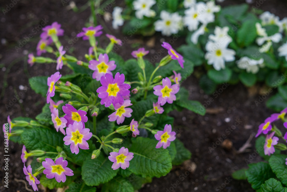 Colorful spring primroses flowers. rimula in spring garden. Pink primrose. Colorful spring primroses flowers. rimula in spring garden. Pink primrose.