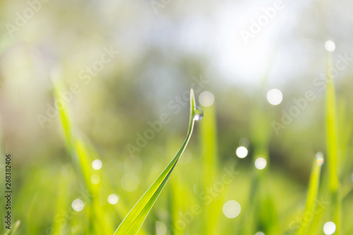 green grass with a shiny drop of dew in the sunshine yellow early in the morning