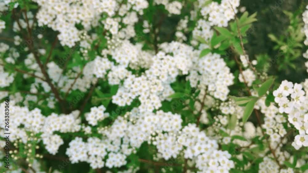 small white flowers close up small white flowers close up