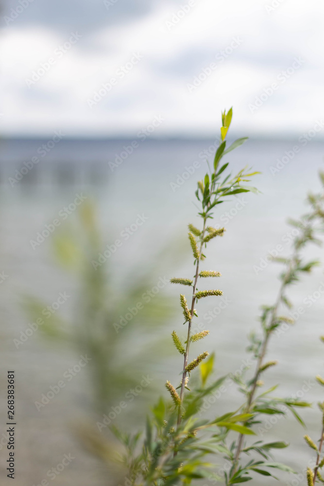 Fototapeta premium Gras vor dem Starnberger See