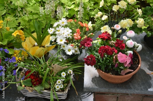Bunte Blumendekorationen im Frühling auf einer Mauer einer Grabanlage auf denm Friedhof photo