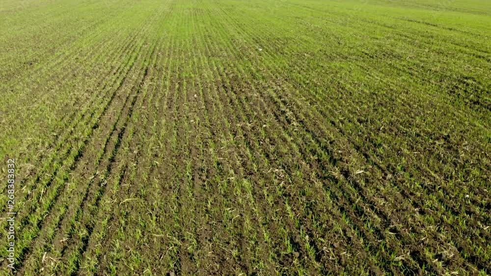 An aerial shot of soybean field ripening at spring season, agricultural landscape. 4K. An aerial shot of soybean field ripening at spring season, agricultural landscape. 4K.