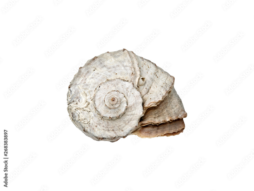 Big curved seashell on isolated white background Big curved seashell on isolated white background