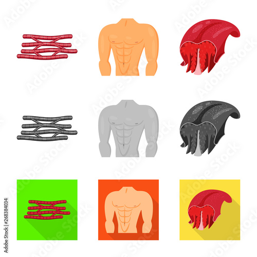 Isolated object of fiber and muscular icon. Collection of fiber and body  stock symbol for web.
