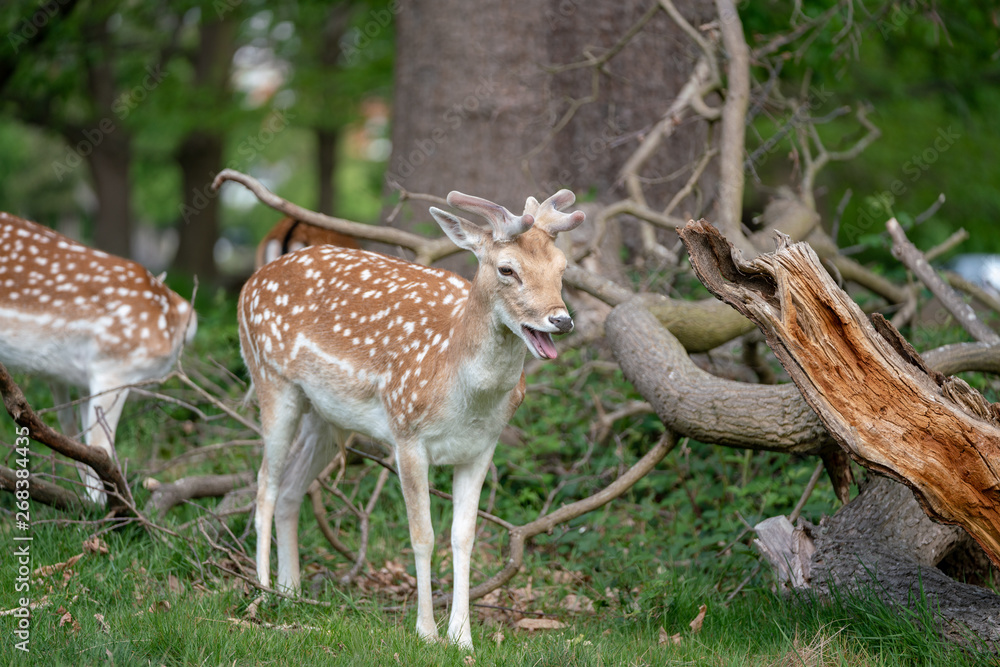 fallow deer in the forest fallow deer in the forest