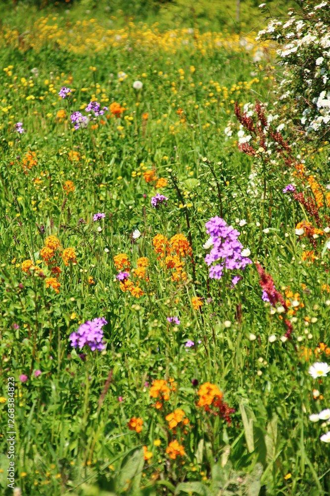 blumenwiese insektennahrung  öko