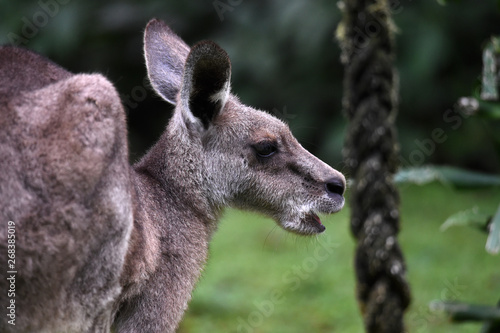 Australian gray kangaroos have pockets in their abdomen