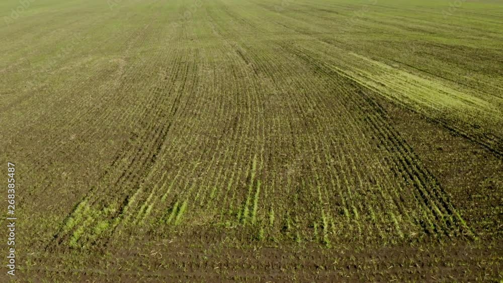 An aerial shot of soybean field ripening at spring season, agricultural landscape. 4K. An aerial shot of soybean field ripening at spring season, agricultural landscape. 4K.