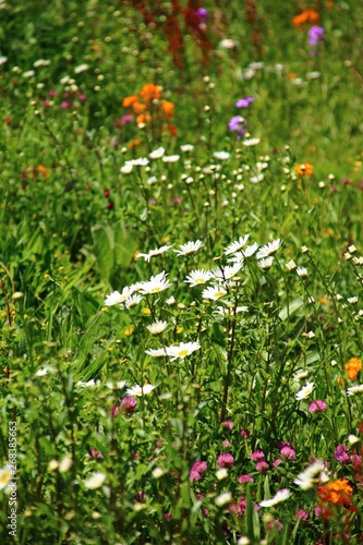 bunte wiese nahrungsquelle