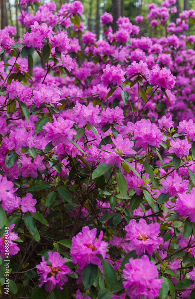 The first spring flowers of lilac rhododendrons. Early spring. The first spring flowers of lilac rhododendrons. Early spring.