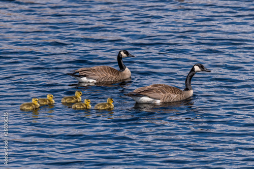 Two Canada Geese (Branta canadensis) adults and five goslings (chicks) swimming.