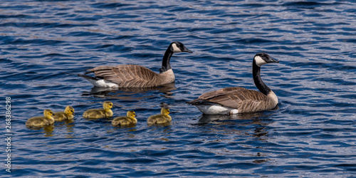 Two Canada Geese (Branta canadensis) adults and five goslings (chicks) swimming.