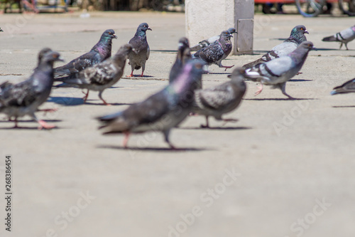 pidgeons in the urban area, selective focus photography