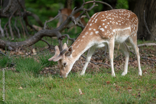 fallow deer in the forest