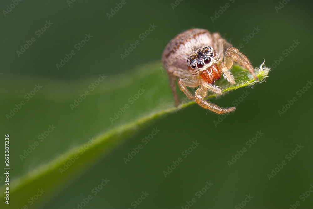 Little jumping spider salticidae Thyenne imperialis watching for prey on his leaf Little jumping spider salticidae Thyenne imperialis watching for prey on his leaf