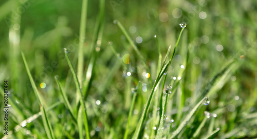 drop of dew on a green blade of grass, spring fresh young grass in the dew and sparkles of the sun's rays