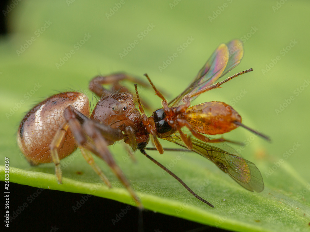 Fototapeta premium Little jumping spider eating his prey after catch it