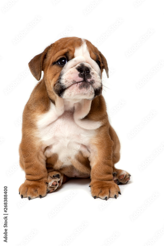 Cute English bulldog puppy sitting, isolated on white background