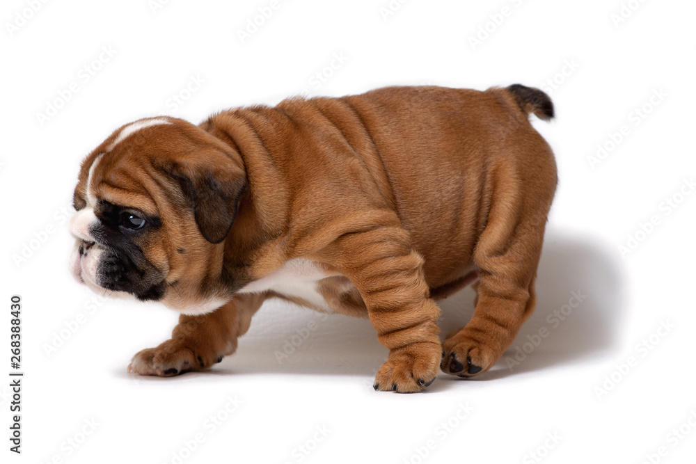 Cute English bulldog puppy stands sideways, isolated on white background
