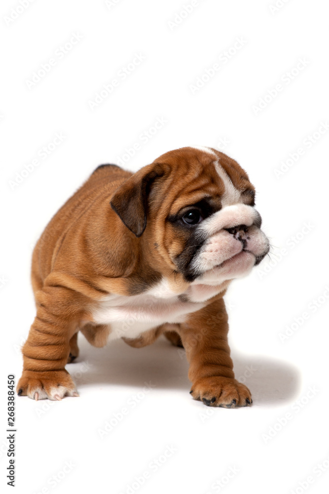 Cute English bulldog puppy stands, isolated on white background
