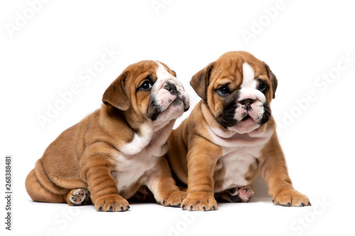 Two cute English bulldog puppies sitting next  listening carefully  isolated on a white background