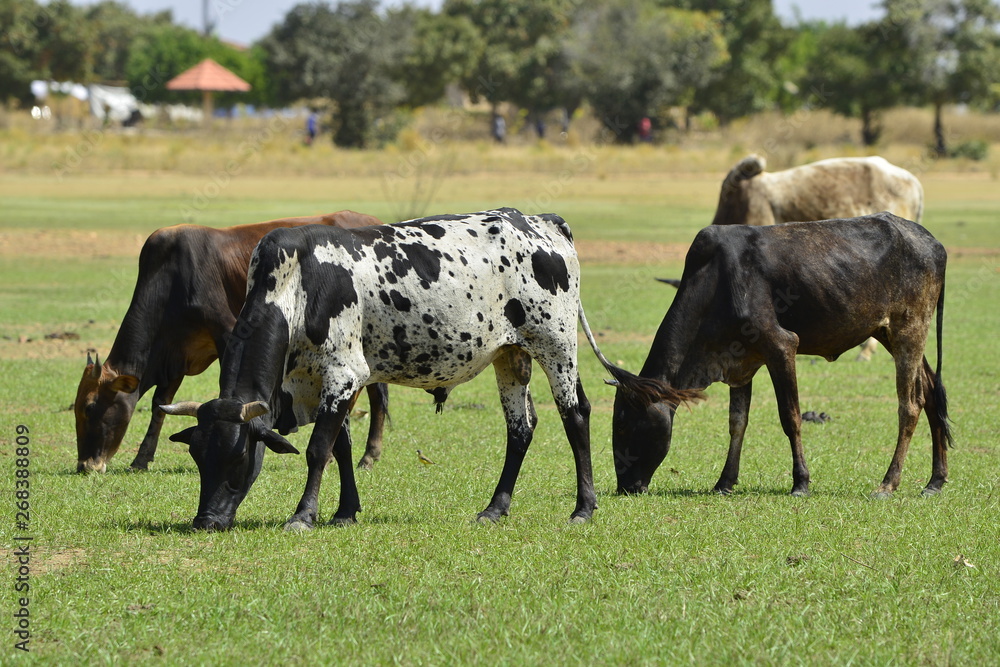 LES ELEVEURS AMENT LES BOEUFS AU BORD DE L'EAU 