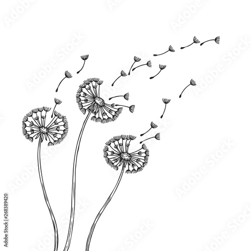 Dandelion silhouettes. Dandelions grass pollen delicate plant seeds blowing wind fluff flower abstract vector spring graphics. Illustration of fluff dandelion, blossom flora