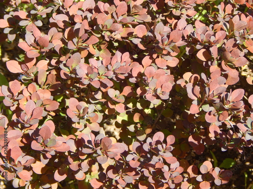 Barberry bush with reddish leaves close up