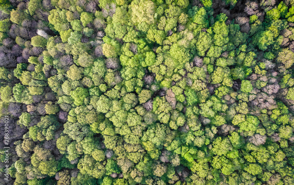 Forêt Forêt
