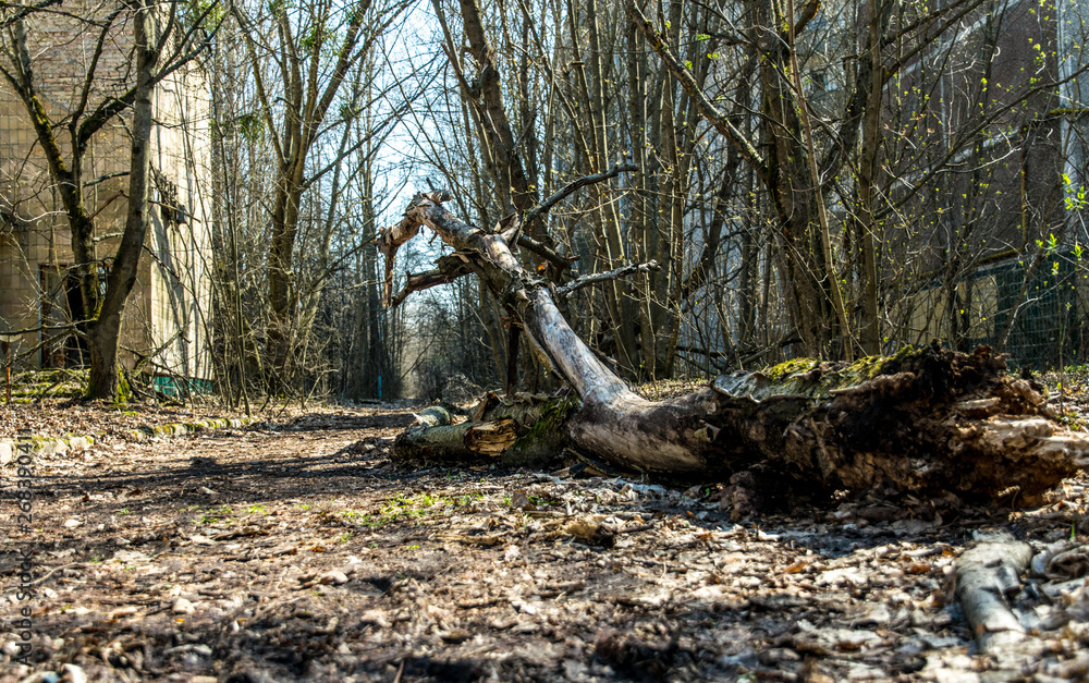 Street of the abandoned ghost town Pripyat. Overgrown trees and collapsing houses in the exclusion zone of the Chernobyl nuclear disaster Street of the abandoned ghost town Pripyat. Overgrown trees and collapsing houses in the exclusion zone of the Chernobyl nuclear disaster