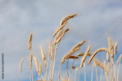 Wheat field in summer sunset light