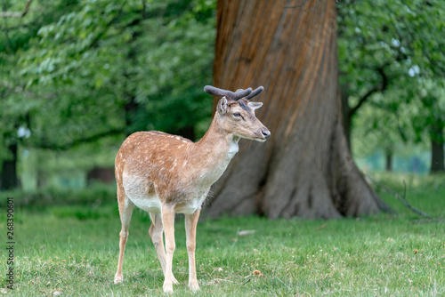 Fototapeta Naklejka Na Ścianę i Meble -  fallow deer in the forest