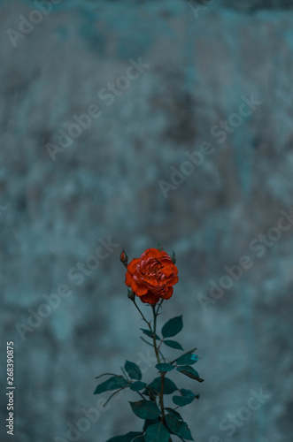 Single Rose