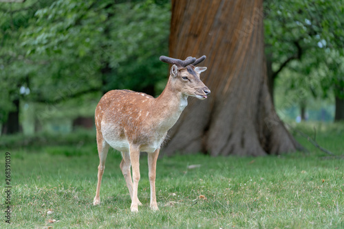 Fototapeta Naklejka Na Ścianę i Meble -  fallow deer in the forest