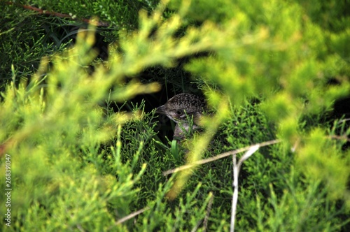 Pheasant chick in thickets of green shrubs