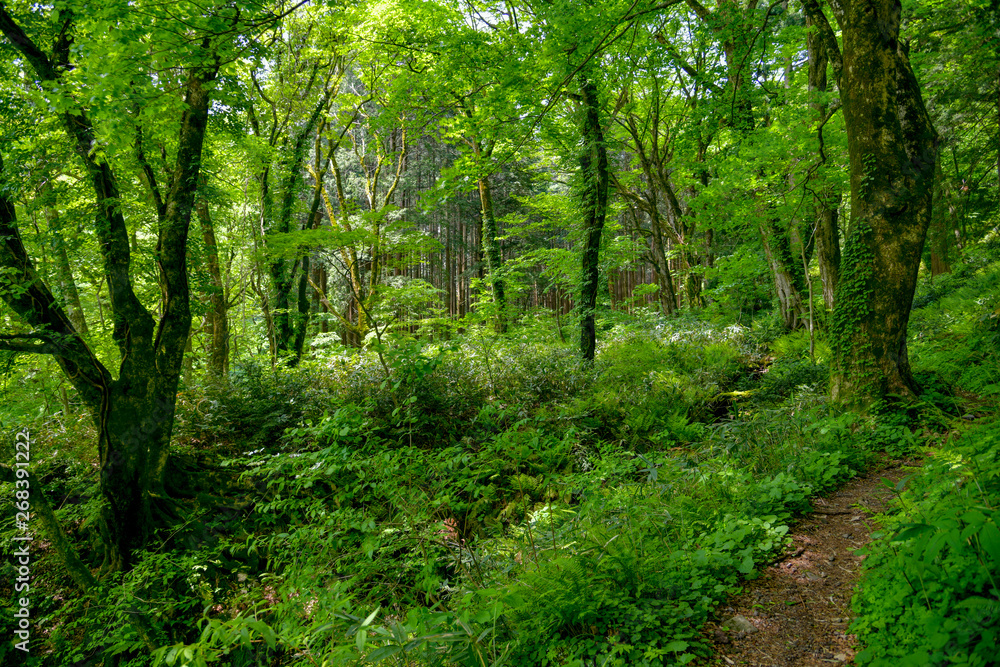 中国地方の高原の初夏の新録の森の小道が美しい