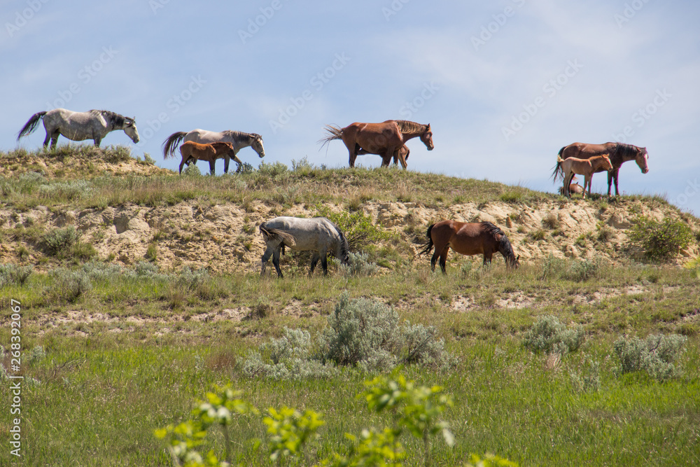 Obraz premium Wild horses grazing on a hill in Theodore Roosevelt National Park