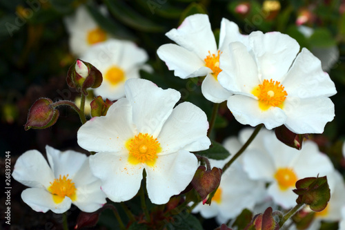 Sageleaf rock rose blooming in the light sunny day in the garden, sage-leaved rock rose (Cistus salviifolius), evergreen plant.  photo