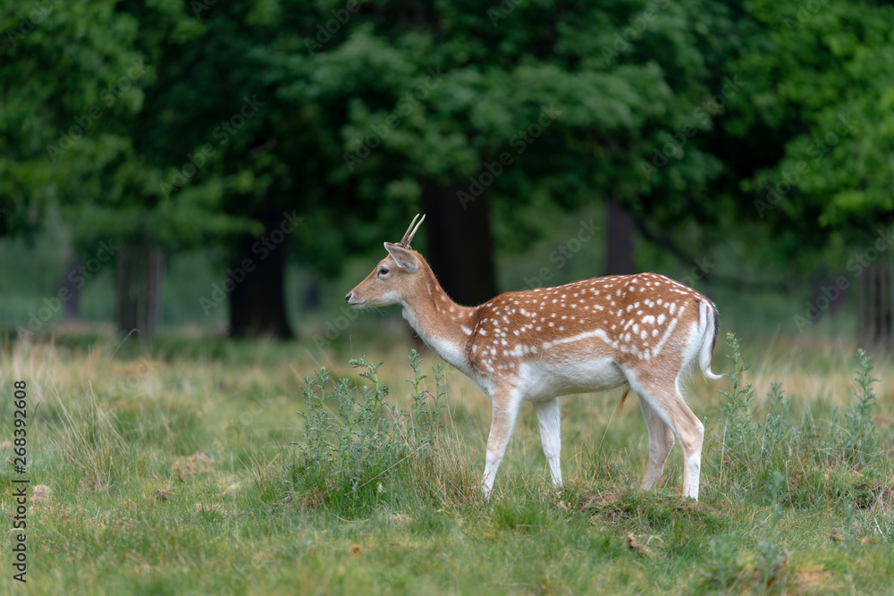 fallow deer in the forest fallow deer in the forest