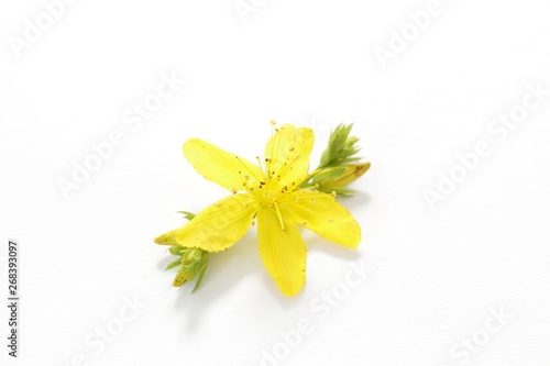 Vászonkép St John’s wort flower