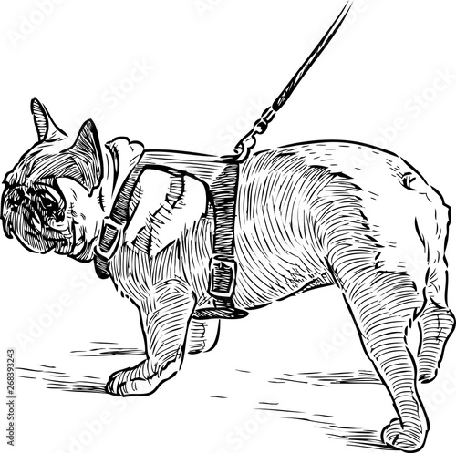 Sketch of a bulldog on a stroll