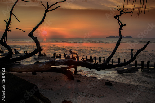 Sonnenuntergang an der Küste von Malaysia, mit Wasserspiegelung und vertrocknetem Baum im Vordergrund