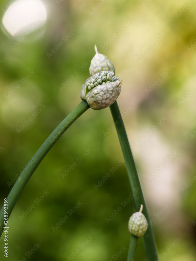 onion seeds capsules in the garden onion seeds capsules in the garden