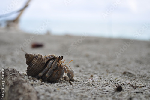 crab on the beach photo