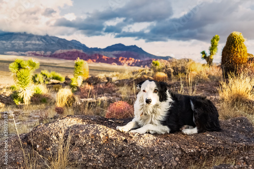 Photography Landscape with pets