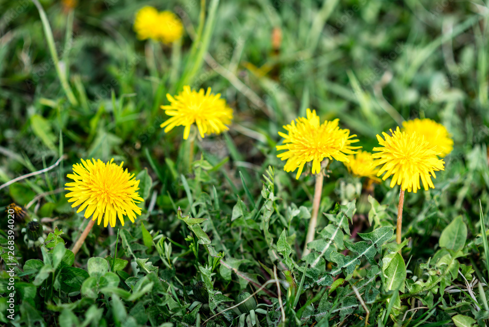 Blooming yellow dandelions in spring. Blooming yellow dandelions in spring.