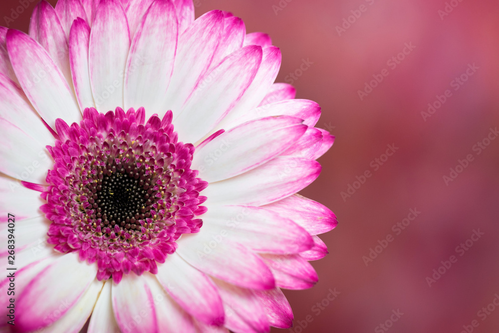 Obraz premium Gerber Daisy, white and pink colors. Close up.