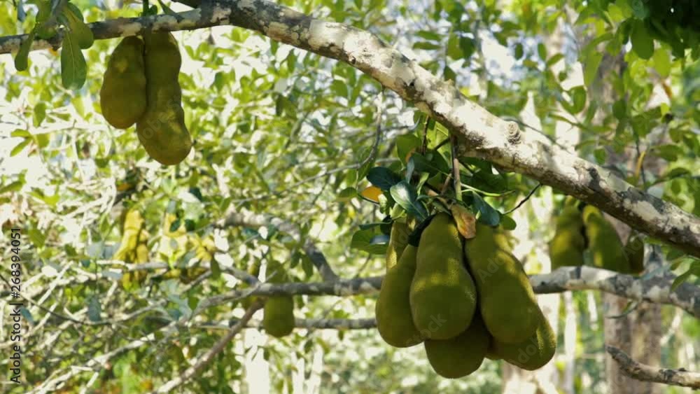 Detail of fresh jackfruits on a tree. Flat plane. Zoom in. Blurred effects in background Detail of fresh jackfruits on a tree. Flat plane. Zoom in. Blurred effects in background